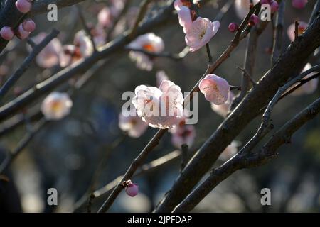 rosa chiaro di fiori di prugna sotto la luce del sole del pomeriggio in primavera Foto Stock