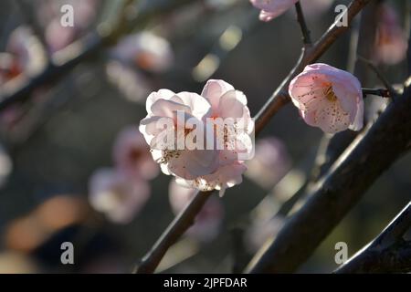 fiori di prugna rosa chiaro sulle gemme di un albero nel pomeriggio Foto Stock