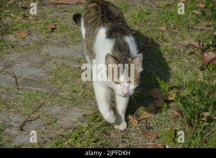 un gatto bianco e nero che cammina sul prato nel pomeriggio di sole Foto Stock