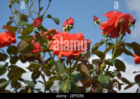 rosa rossa fiorisce sotto il cielo blu chiaro nel giardino Foto Stock