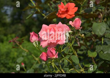 rosa fiori con boccioli nel bosco nel pomeriggio di sole Foto Stock