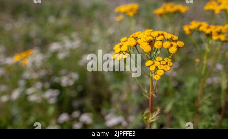 Fiori di tansy giallo Tanacetum vulgare, tansy comune, bottone amaro Foto Stock