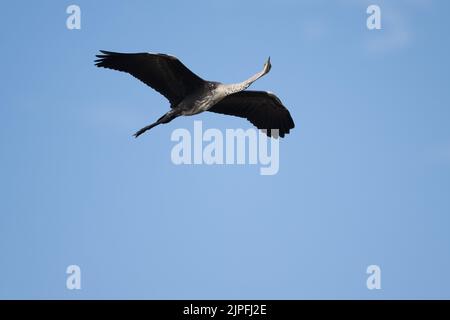 In volo cattura di un giovane Heron dal collo bianco che scivola sopra l'habitat delle paludi in cerca di un posto da mangiare nell'entroterra del Queensland in Australia. Foto Stock