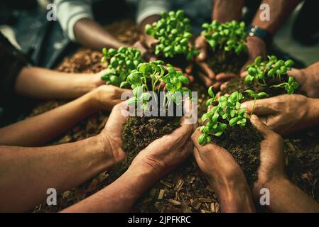 Un gruppo diversificato di persone sostenibili che detengono piante in un ambiente ecologico per la conservazione della natura. Primo piano di mani che piantano in suolo fertile Foto Stock