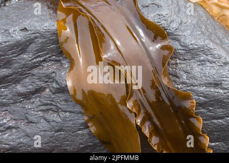 Alghe di kelp brune fresche sulla roccia Foto Stock