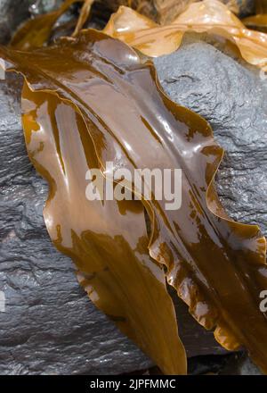 Alghe di kelp brune fresche sulla roccia Foto Stock