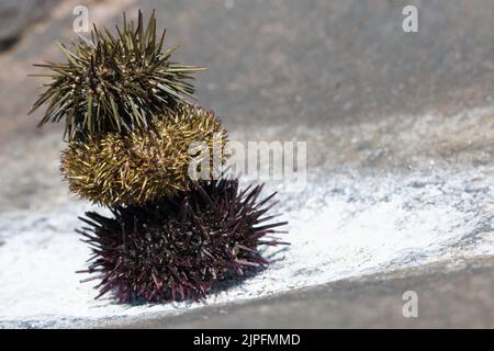 Pila di tre conchiglie di riccio di mare su sale marino naturale Foto Stock