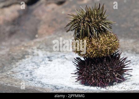 Pila di tre conchiglie di riccio di mare su sale marino naturale Foto Stock