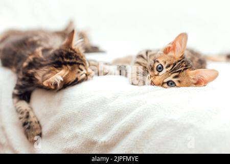 Due piccoli gattini bengala che dormono sulla coperta di pelliccia bianca Foto Stock