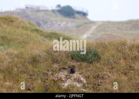 Norderney, Germania. 17th ago, 2022. L'ingresso ad un buco di coniglio può essere visto in una duna di fronte alla cosiddetta piattaforma Thalasso. In alcuni luoghi del Norderney, le dune sono forate come un formaggio svizzero. Spesso non è necessario cercare a lungo i colpevoli. A volte i conigli selvatici si abbronzano davanti ai loro sepolcini sotterranei, a volte saltano attraverso l'isola. (A dpa-KORR.: 'Abitanti selvatici: Come conigli, volpi e Co. Conquistano le isole del Mare del Nord') Credit: Volker Bartels/dpa/Alamy Live News Foto Stock