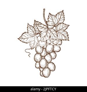 Grappolo d'uva con foglie isolato monocromatico disegno a mano. Vector muscat cardinal uve a grappolo, isabella uve. Vino o ingrediente vitigno, dessert vegetariano, frutti di bosco estivi Illustrazione Vettoriale