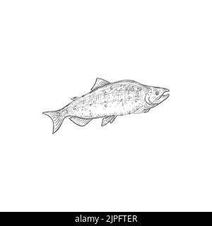 Salmone rosa specie di pesci isolato chum o sockeye isolato. Aringa vettoriale o megattere di mare, pesce trota icona monocromatica. Pesce schizzo pesca sport trofeo subacquea animale silhouette, disegno a matita Illustrazione Vettoriale