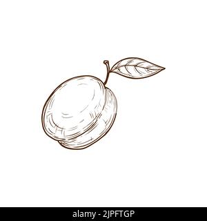 Prugna con schizzo monocromatico isolato a foglia. Vettore di albicocca disegnata a mano, stencil nettarine con icona di incisione foglia. Pesca, matita disegno frutta estiva, cibo biologico vegetariano, dessert sano Illustrazione Vettoriale