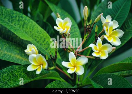 Frangipani, Plumeria rubra fiore, fiori bianchi gialli e boccioli con foglie verdi, per matrimoni, spa, giardino, viaggi, forma orizzontale Foto Stock