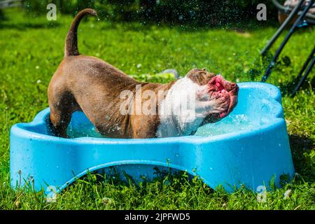 Il cane Bully americano sta nuotando in piscina Foto Stock