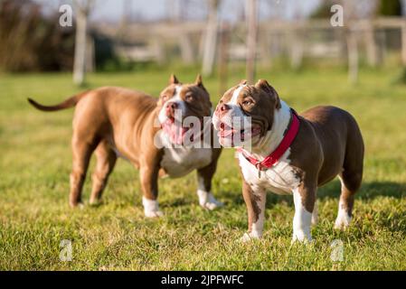 Due cani American Bully di colore rosso camminano Foto Stock