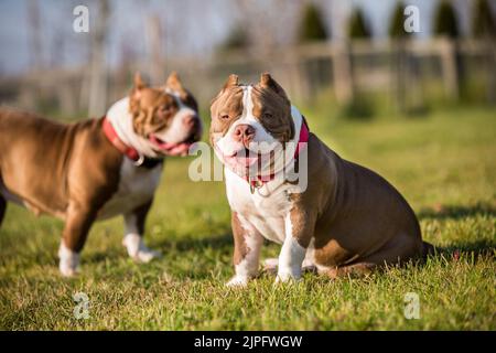 Due cani American Bully di colore rosso camminano Foto Stock