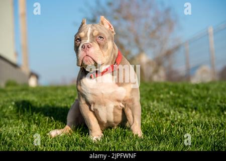 Un cane cucciolo americano Bully maschile tasca seduto sull'erba Foto Stock