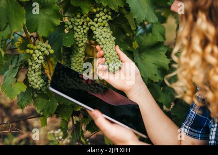 Donna curly agricoltore che utilizza app tablet per studiare lo sviluppo di colture autunnali. Tecnologia agricola intelligente e agricoltura biologica. Tecnologie in Foto Stock