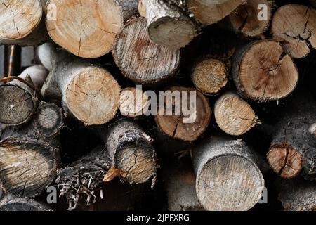 Tritato e segato alberi in un mucchio di legno ad un sawmill.Energy e materie prime concetto Vista frontale . Sfondo ideale. Foto Stock