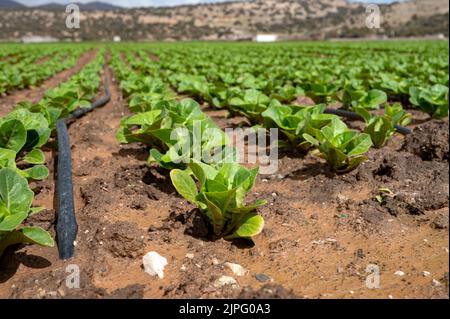 Campi agricoli con terreni fertili e file di insalata verde crescente di lattuga in Andalusia, Spagna nel mese di aprile Foto Stock