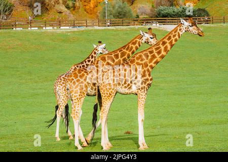 Giraffe nel Parco faunistico di Cabarceno Foto Stock