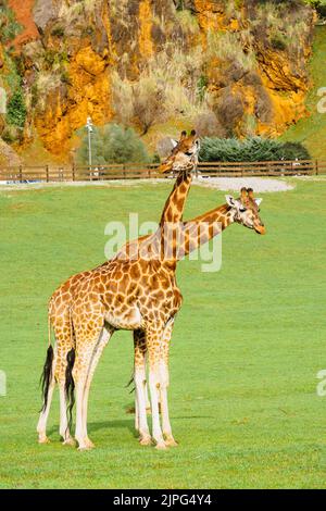 Giraffe nel Parco faunistico di Cabarceno Foto Stock