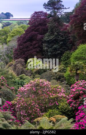 I colori spettacolari del giardino subtropicale Trebah in primavera in Cornovaglia nel Regno Unito. Foto Stock