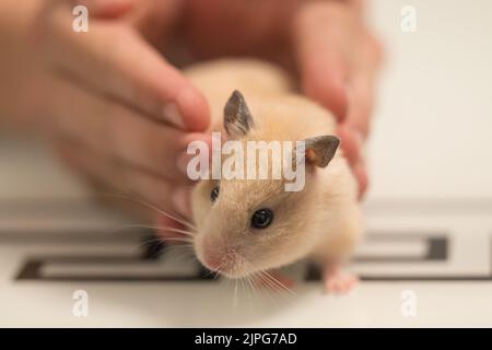 Un criceto da compagnia nelle mani di un bambino, il criceto è seduto sul tavolo. Foto Stock