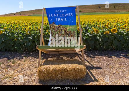 Sedia a sdraio Dorset Sunflowers Trail presso Dorset Sunflower Trail, Maiden Castle Farm, Dorchester, Dorset UK nel mese di agosto Foto Stock