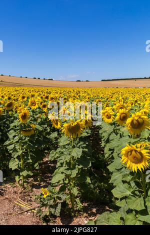 Girasole gialle che crescono in campo presso Dorset Sunflower Trail, Maiden Castle Farm, Dorchester, Dorset UK nel mese di agosto Foto Stock