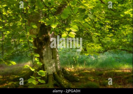 Scena Woodland presso i Giardini Botanici di Dawyck, Stobo vicino a Peebles, Scozia Foto Stock