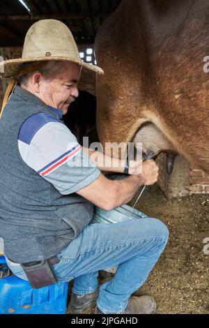 Uomo di caseificio esperto mungendo una mucca per il latte Foto Stock