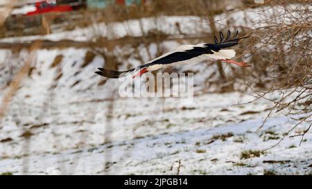 Cicogna e primaverile con neve, cicogna migratoria, uccelli in Ucraina, un grande uccello bianco e nero, cicogna volare basso a terra. Foto Stock