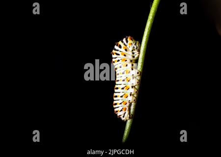 Farfalla colorata esotica caterpillar, coda di rondine del Vecchio mondo, machaon Papilio. Sfondo nero. Per lo sfondo Foto Stock