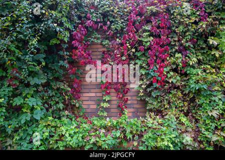 recinto sovrascolato con uva selvatica. sfondo gruppo autunno foglie colorate. Foto Stock