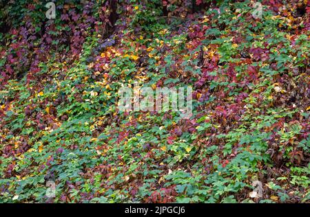sfondo gruppo autunno foglie colorate. autunno foglie sfondo. esterno. Foto Stock