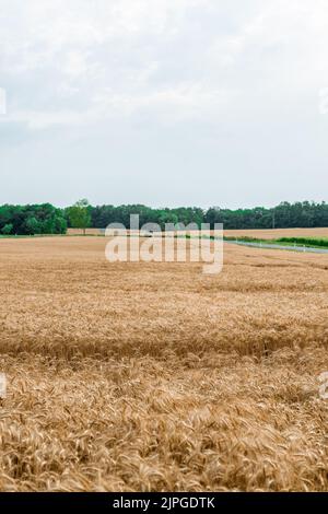 Lo sfondo della maturazione delle spighe del campo di grano giallo. Foto Stock