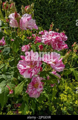 Rosa rosa rosa rosa 'Rosa Mundi' rose fiori fiore fioritura in un giardino inglese confine in estate Inghilterra Regno Unito Gran Bretagna Foto Stock