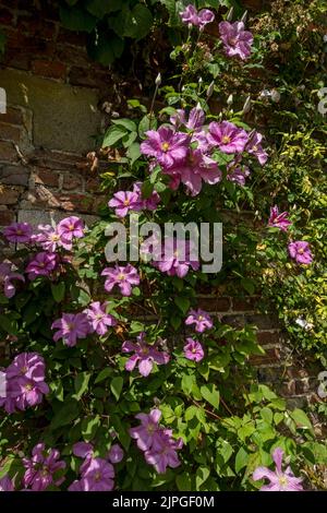 Primo piano di fiori rosa clematis fiore arrampicata su una parete in giardino in estate Inghilterra Regno Unito Gran Bretagna Foto Stock