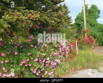 Rose nel villaggio Foto Stock