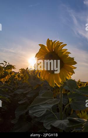 Girasoli gialli helianthus crescere in campo come il sole scende a Dorset Sunflower Trail, Maiden Castle Farm, Dorchester, Dorset UK nel mese di agosto Foto Stock