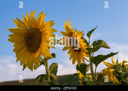 Girasoli gialli che crescono a Dorset Sunflower Trail, Maiden Castle Farm, Dorchester, Dorset UK nel mese di agosto mostrando diverse angolazioni - concetto di tornitura Foto Stock