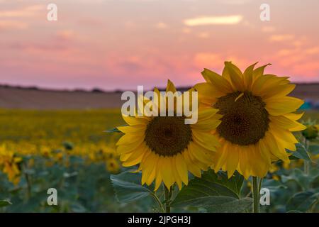 Girasoli gialli helianthus crescere in campo con il tramonto a Dorset Sunflower Trail, Maiden Castle Farm, Dorchester, Dorset UK nel mese di agosto Foto Stock