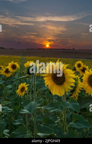 Girasoli gialli helianthus crescere in campo con tramonto tramontare il sole a Dorset Sunflower Trail, Maiden Castle Farm, Dorchester, Dorset UK nel mese di agosto Foto Stock