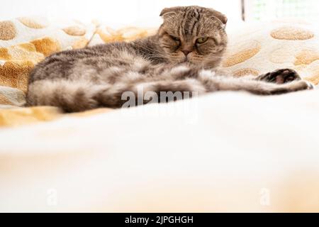 Gatto sonnolento e disgraziato, Scottish Fold si trova sul letto e guarda con occhi gialli. Copia spazio. Foto Stock