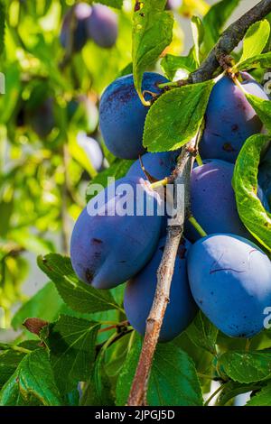 un ramo pieno di prugne diverse pronte per il raccolto Foto Stock