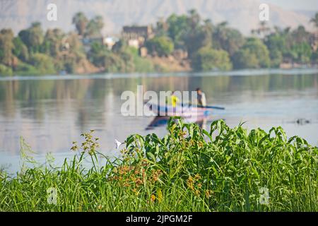 Tradizionale beduino egiziano pescatore in barca a remi sul fiume Nilo Pesca da riva Foto Stock