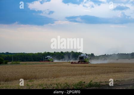 Luglio 2022, Russia, regione di Rostov. Raccolta in campi di grano. Le mietitrebbiatrici attraversano il campo. Foto Stock