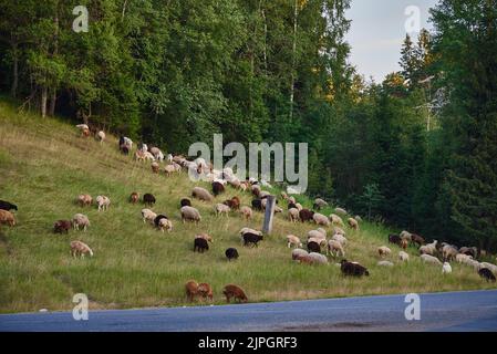 Una mandria di capre e pecore scende lungo una collinetta verde su una strada asfaltata. Foto Stock